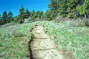 Pine Ridge Trail on Kamiak Butte