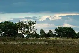 Natuurgebied Kampina in Boxtel