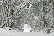 Boyd River campground in winter (Kanangra-Boyd National Park)