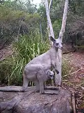 Kangaroo and joey sculpture at Queens Park in Ipswich, Queensland