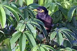 Perching among the foliage of a Kapok in Kolkata