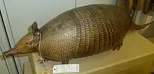 Brown armadillo