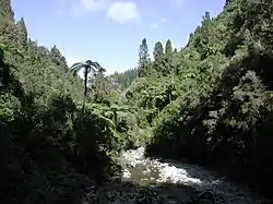 Photograph of Karapoti Gorge in the Akatarawa Forest