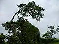 Tree grown in remains of Karnala Fort