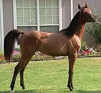 A yearling filly