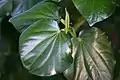 leaves and fruiting spikes