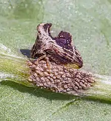 Keeled Treehopper (Entylia carinata) guarding eggs