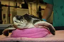 A close up of a sea turtle's face