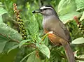 Feeding on a berry