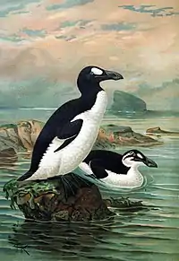 A large bird with a black back, white belly, and white eye patch stands on a rock by the ocean, as a similar bird with a white stripe instead of an eyepatch swims.