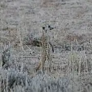 Meerkats are abundant