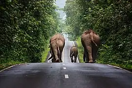 A herd of elephants walking up a road in the Park area