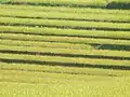 Rice Field