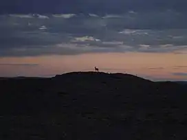 A Khulan (Mongolian Wild Ass) on a hill in the Gobi of the Ömnögovi, at sunset.