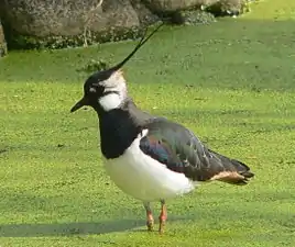 Northern lapwing