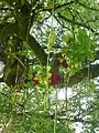 Kigelia africana with unripe fruits: campus of UWI, Trinidad, Feb. 2015