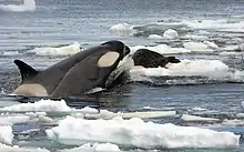  Orca (Orcinus orca) hunting a Weddell seal in the Southern Ocean