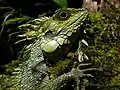 Crested dragon (Hypsicalotes kinabaluensis)