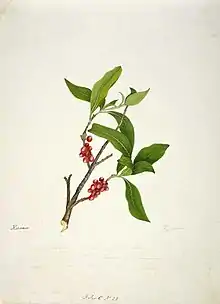 Karamu plant in fruit. Painting by Martha King, 1842.