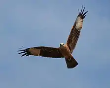 Kite in Kadalundi