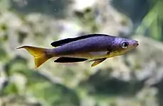 Cyprichromini (E): Cyprichromis microlepidotus and other members of this tribe are open-water planktivores