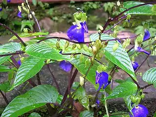 Rhynchoglossum notonianum