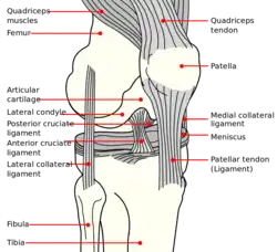 Knee diagram