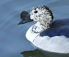 Close-up Male