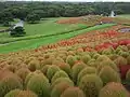 Mass planting of Bassia scoparia turning colour in Autumn.