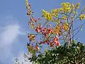 Flowers & legumens in the top of a tree in São Paulo Brazil