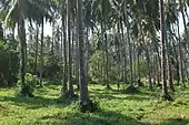 Coconut palm plantation in the south