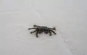 crab on Saracen Bay Beach