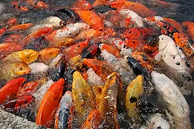 Koi Pond is a signature scenery depicted in Chinese gardens