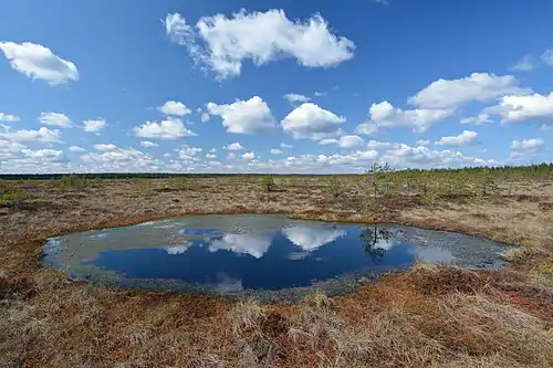 Image 51Precipitation accumulates in many bogs, forming bog pools, such as Koitjärve bog in Estonia. (from Bog)