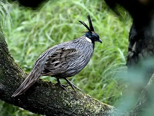 Pucrasia macrolopha macrolopha Male at Manila, Uttarakhand