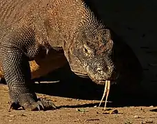 Image of a komodo dragon