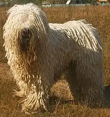 Komondor (larger) sheepdog