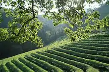 Green tea field