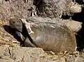 A gopher tortoise in the park.