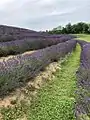 Lavender field in Kőröshegy