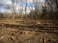 Oak wilt and buckthorn cleanup on oak savanna in Chisago County, Minnesota autumn/after leaf drop 2007