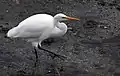 White heron