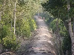 Mangroves in Sunderbans, Koyra upazila