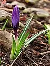 Flower with leaves