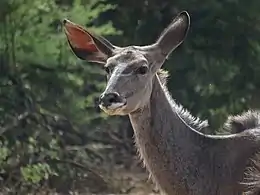 Close-up of femalePilanesberg Game Reserve, South Africa