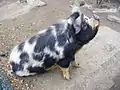 Kunekune at petting zoo