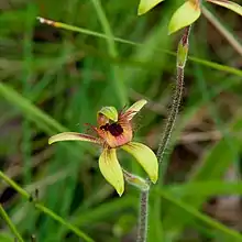 Dancing spider (C. discoidea) growing near Perth