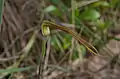 Clubbed spider orchid (C. longicauda) budding