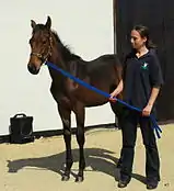 A weanling colt