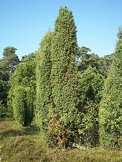 J. communis subsp. communis on Lüneburg Heath, Germany